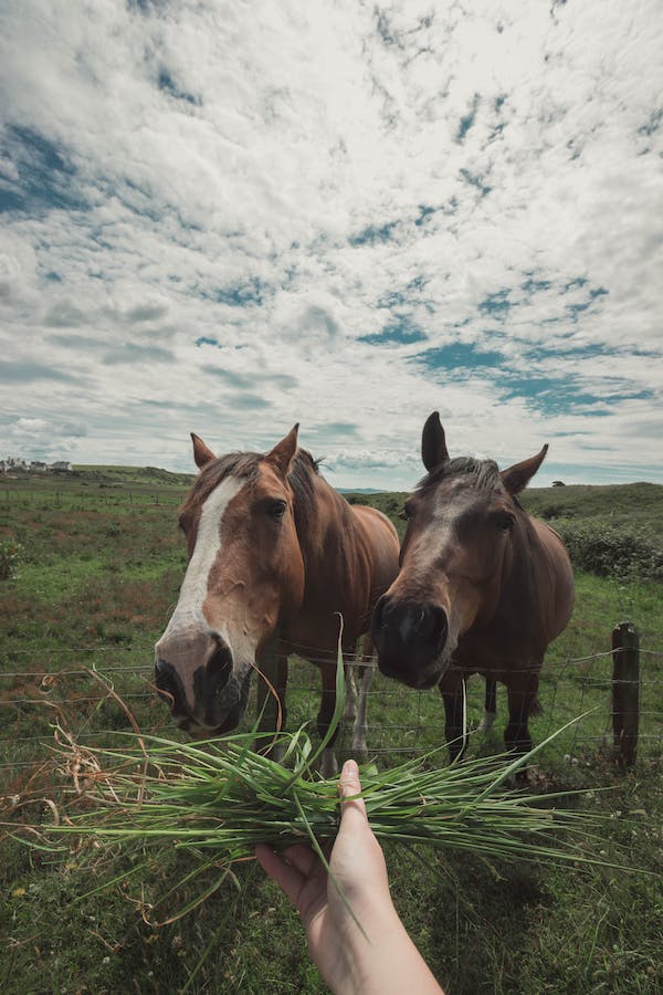 Look after your ponies like you do yourself