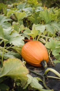 Beloved pumpkin season