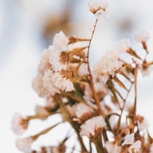 WHY WE SHOULD ALL BE USING A FACE OIL